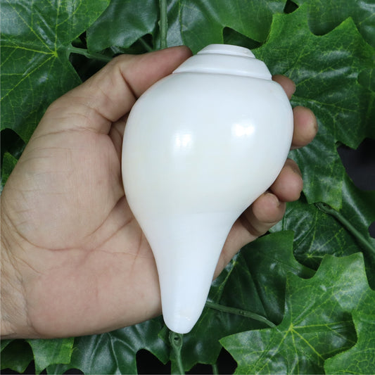 ASHIRWAD Genuine Blowing Shankh – Vamavarti Dattatreya Shankhnaad Conch Shell for Puja & Rituals