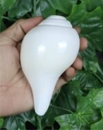 ASHIRWAD Genuine Blowing Puja Shankh Vamavarti Pyrum Shankh